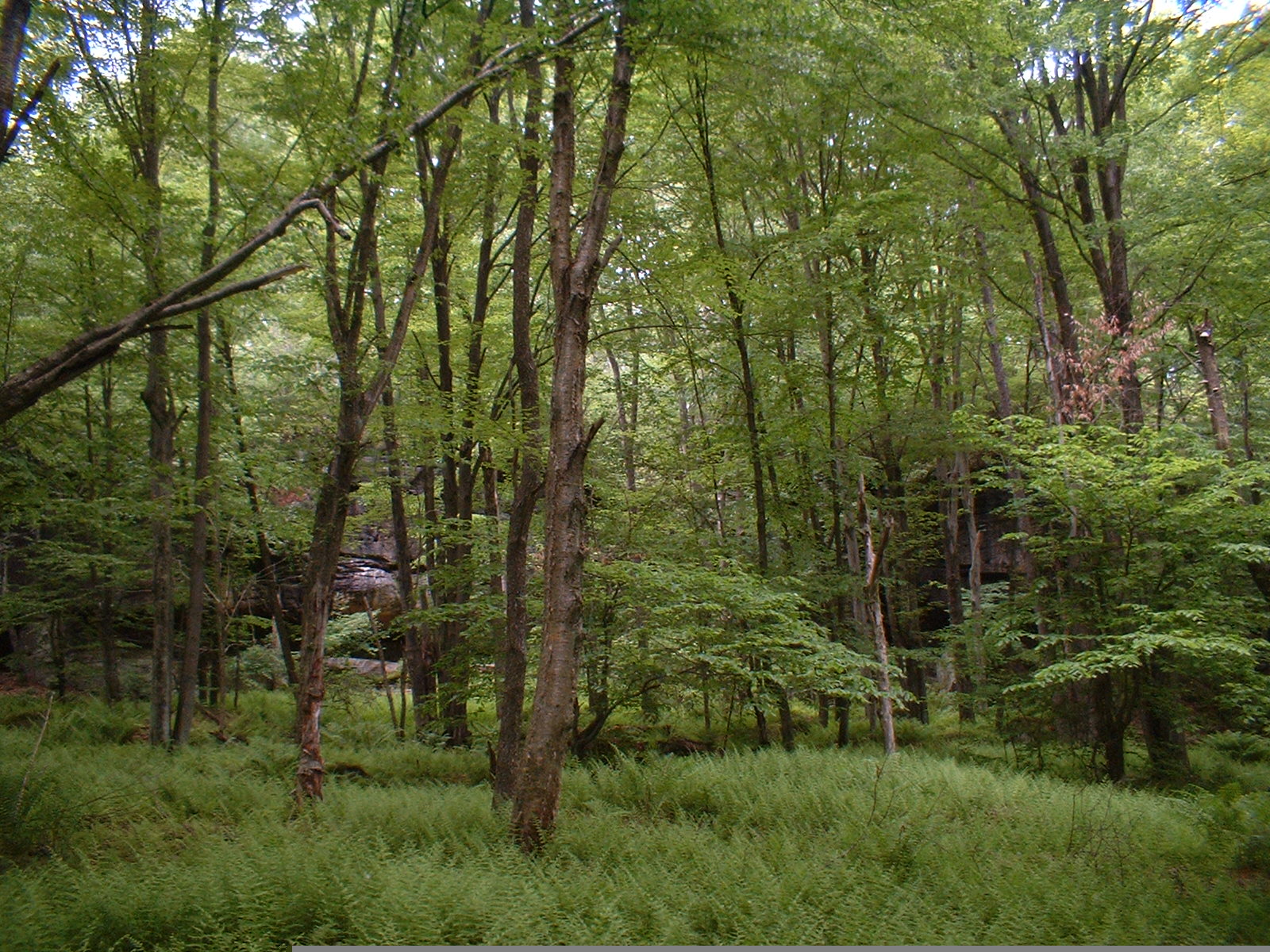 Upper Mill Project Threatens Allegheny National Forest